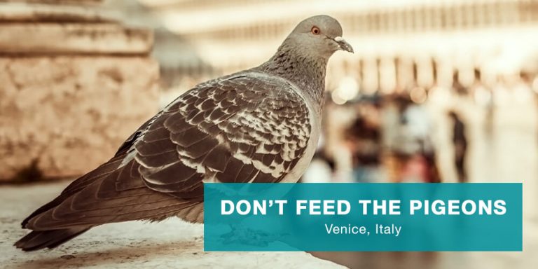 countries-no-go-dont-feed-pigeons-venice-768x384