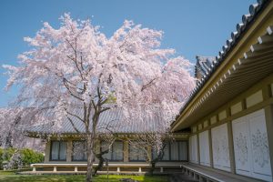  Best Places to see Cherry Blossoms in Tokyo and Kyoto