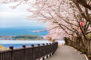  Best Places to see Cherry Blossoms in Tokyo and Kyoto