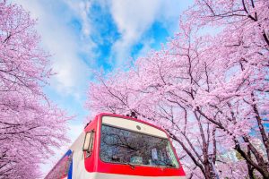 Best Places To See Cherry Blossoms Outside Of Japan