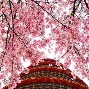 Best Places To See Cherry Blossoms Outside Of Japan