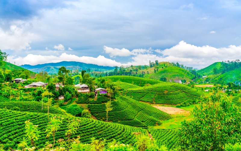 Tea fields with houses and trees on horizon in Bollywood film location Darjeeling, West Bengal