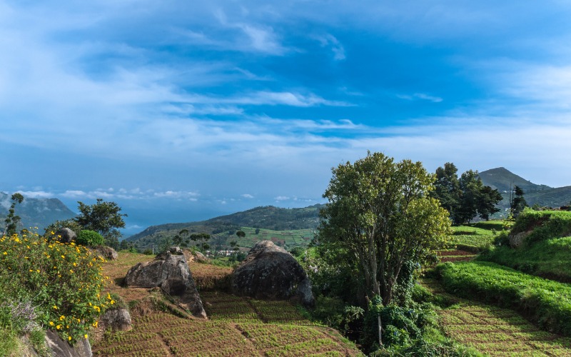 Vegetable plots on highlands in Bollywood film location Nilgiri Hills, Ooty, Tamil-Nadu, India