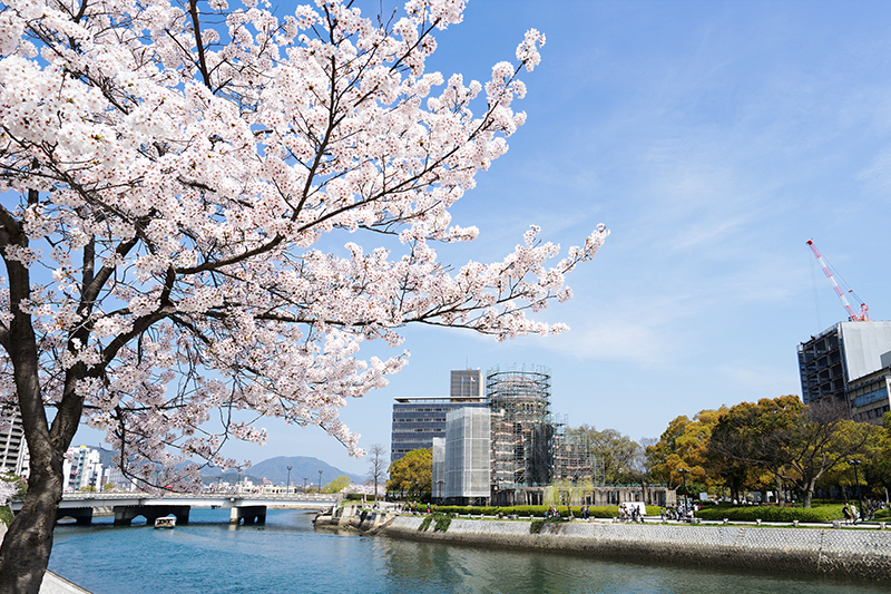 View of sakura from Hiroshima Peace Memorial Park