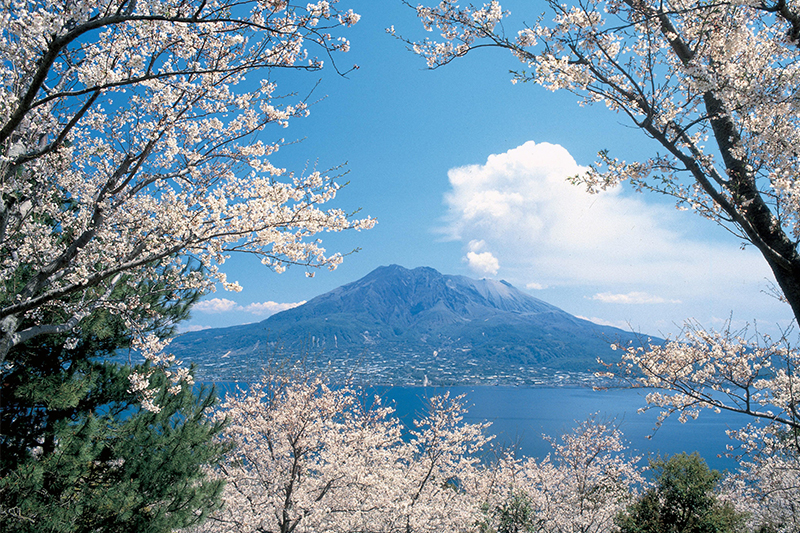 Sakura in Kagoshima - cherry blossoms in Kagoshima, Kyushu