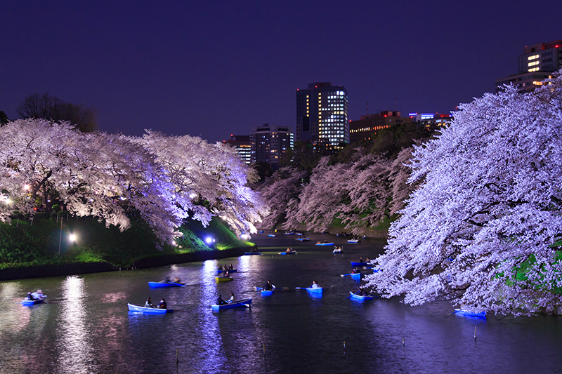 Cherry blossoms in the twilight at Chdorigafuchi, Tokyo.