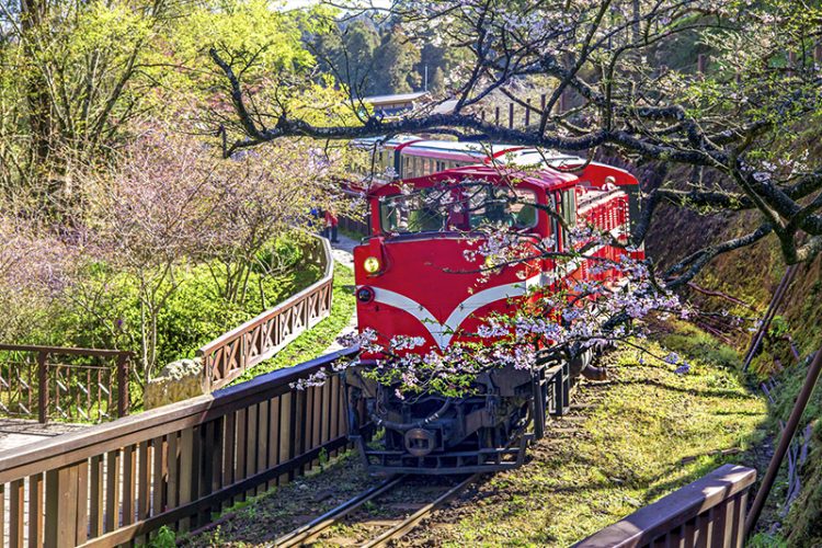 Train passes through the cherry blossoms at Alishan National Scenic Area, Taiwan