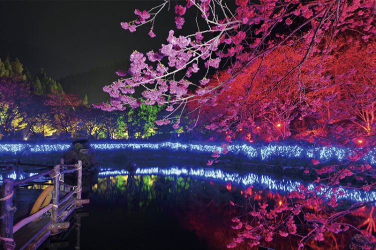Illuminated cherry blossoms at night at Formosan Aboriginal Culture Village, Taipei Taiwan