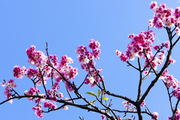 Cherry Blossoms in Yangminshan National Park, Taipei - Taiwan