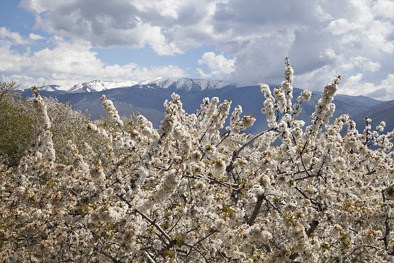 Cherry Blossoms in Jerte Valley, Spain