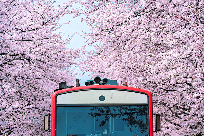 Cherry Blossoms at Gyeonghwa Station, Jinhae