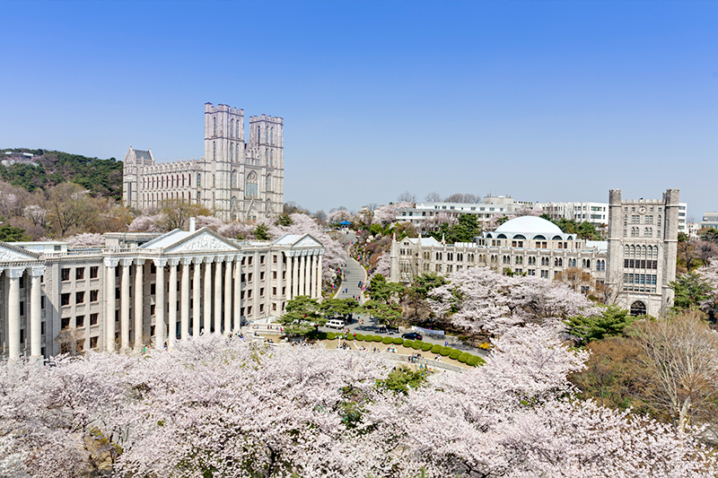 Cherry blossoms at Kyung Hee University, Seoul