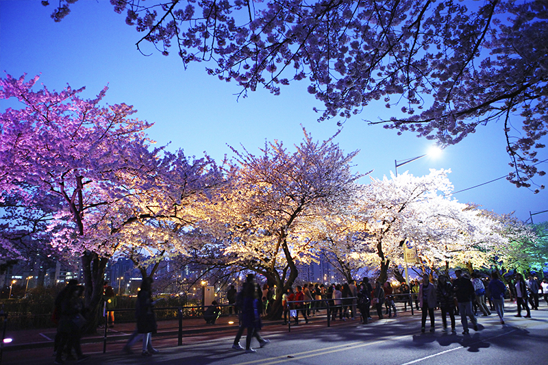 See Cherry Blossoms in Korea, America and Europe KAYAK IN