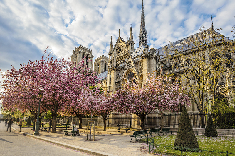 Cherry blossoms in front of Notre Dame Cathedral, Paris France 
