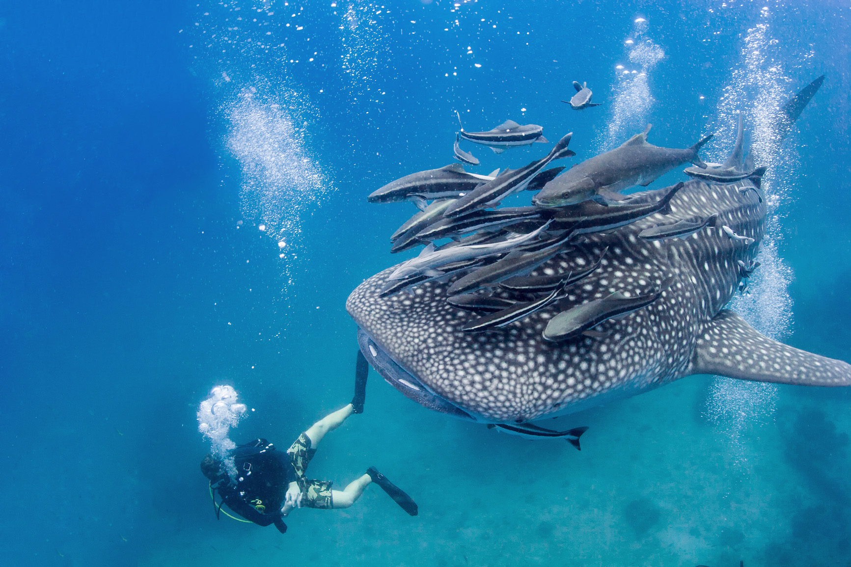 Diving with whales