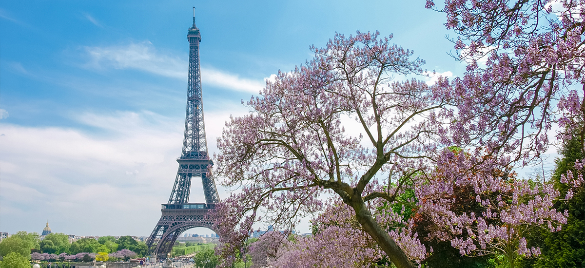 Unconventional cherry blossom spots