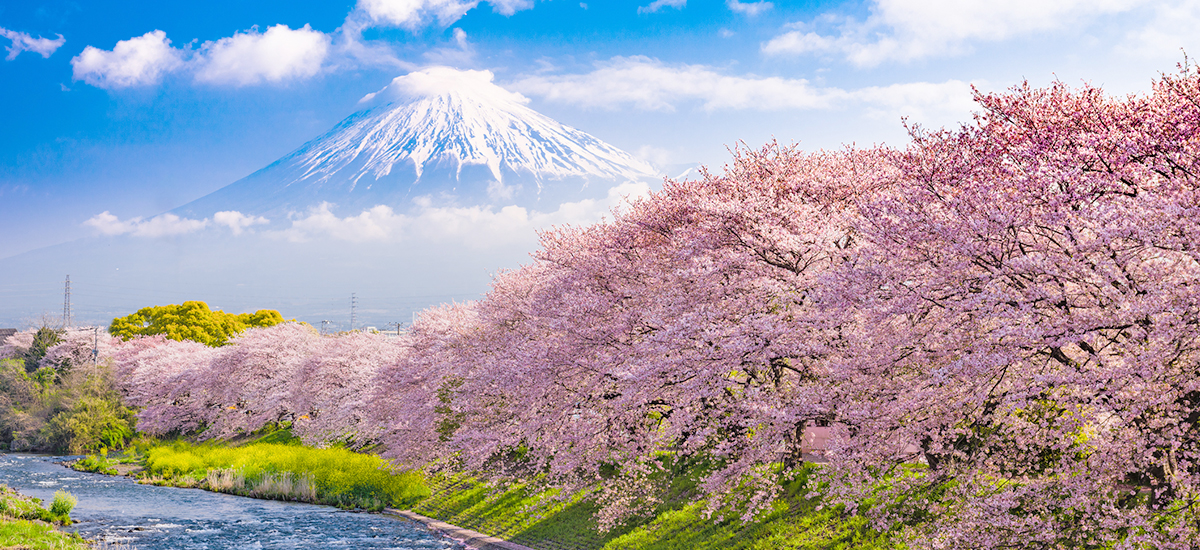 Best spots to see cherry blossoms in Japan