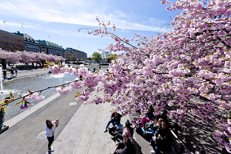 Cherry Blossoms at Kungstraagarden, Stockholm