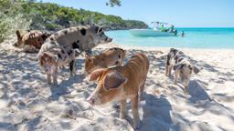 Exuma hotels