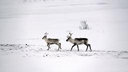 Lakselv car rentals
