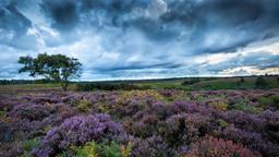 New Forest hotels
