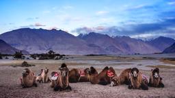 Find cheap flights from North Holland to Leh