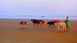 Find cheap flights from Bali to India