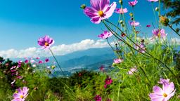 Suwa car rentals