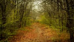 Arlington car rentals