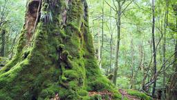 Hotels near Yakushima airport