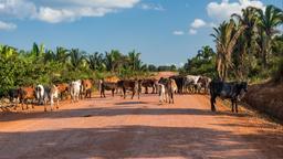 Cacoal car rentals