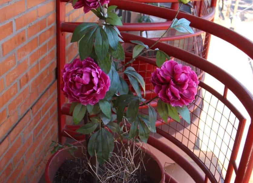Other Photo